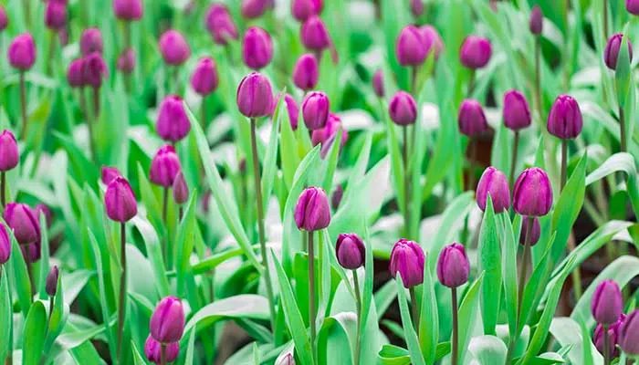 紫色郁金香花语 紫色郁金香花语是什么