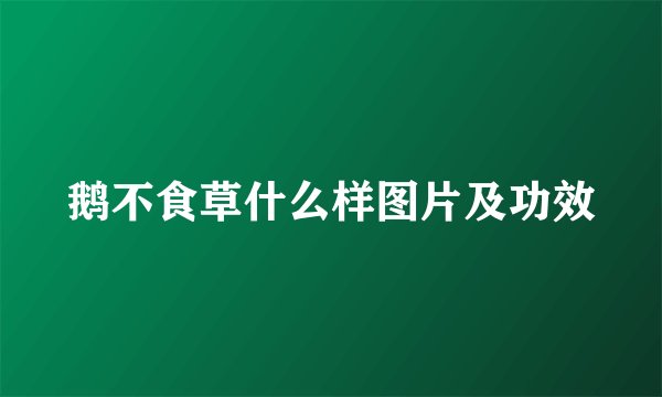 鹅不食草什么样图片及功效