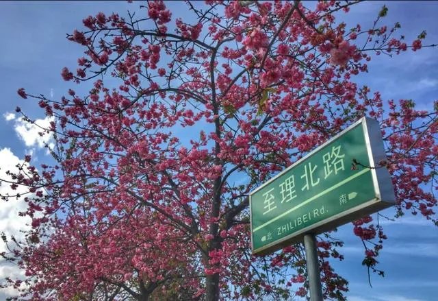 大理大学的樱花真的很多吗?好看吗?