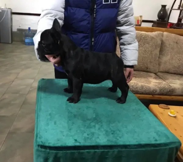 法国斗牛犬价格多少?