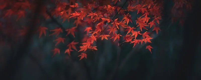 立秋古诗的翻译