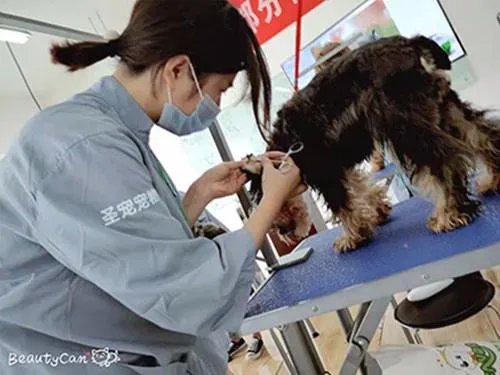 宠物美容师培训班多少钱?
