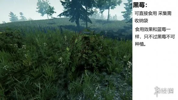 《森林》游戏植物有什么 the forest植物图鉴分享