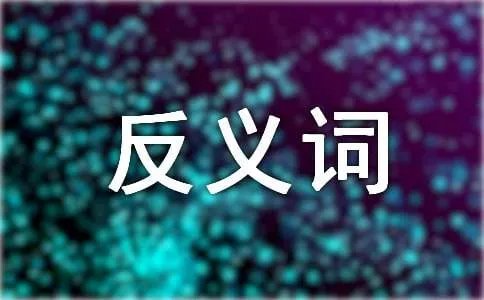 聪明的常见反义词