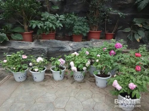 游玩菏泽牡丹园攻略(近期)