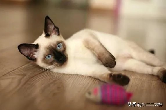 训练猫的基本方法?