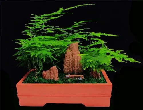 室内盆栽植物大全 五种适宜室内栽种的植物