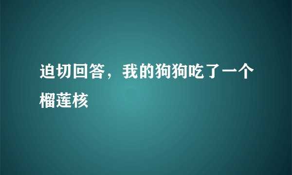 迫切回答，我的狗狗吃了一个榴莲核