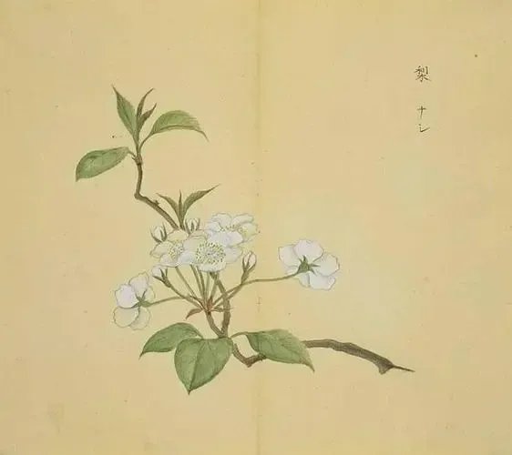诗经中最唯美的名字