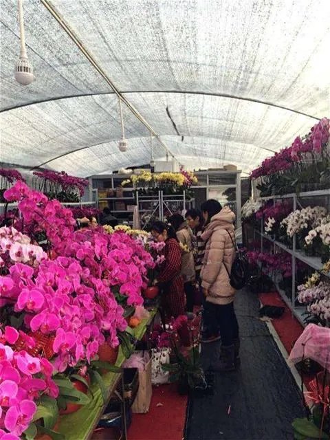 花卉批发一般去哪里呢?