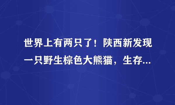 世界上有两只了！陕西新发现一只野生棕色大熊猫，生存之地很隐蔽