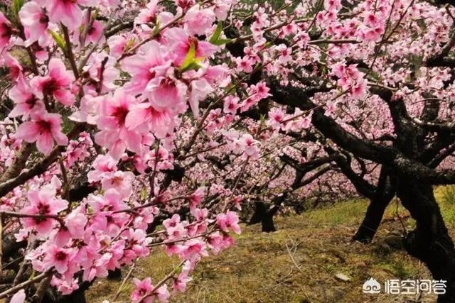 蒋大为唱的那首《在那桃花盛开的地方》,到底是哪个地方?
