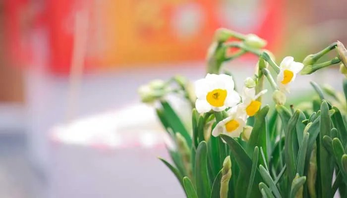 一花独放不是春百花齐放春满园是什么意思 百花齐放春满园懂得了什么