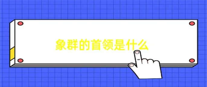 象群的首领是什么