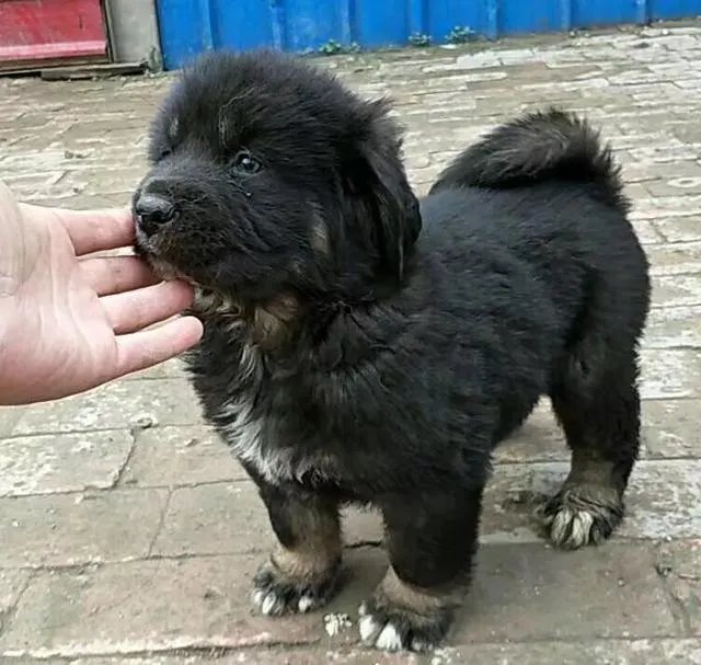 一獒战三虎,藏獒真的敢和森林之王老虎打架吗?