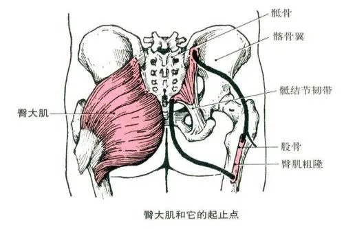 臂大肌位置图