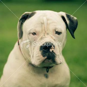 斗牛犬与斗牛梗有什么区别