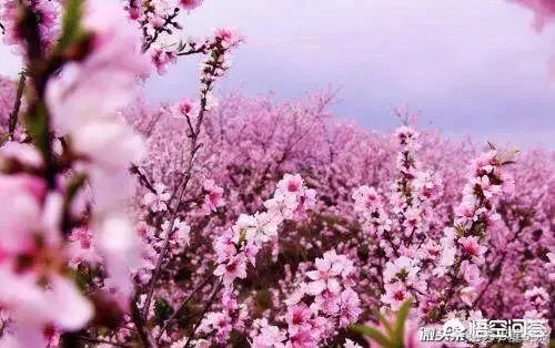 蒋大为唱的那首《在那桃花盛开的地方》,到底是哪个地方?