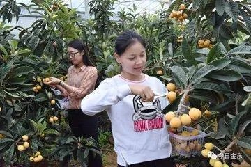 吃枇杷的好处和坏处