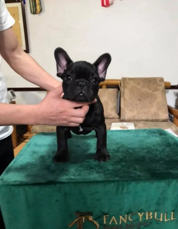 法国斗牛犬价格多少?