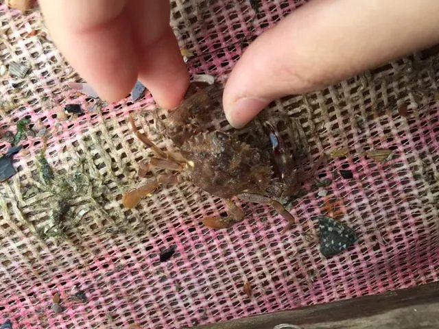 葫芦岛的东戴河和北戴河有啥关系吗?