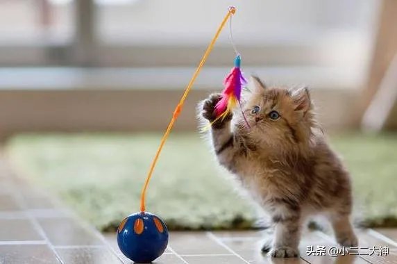 训练猫的基本方法?