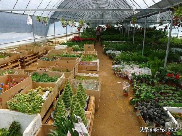 花卉批发一般去哪里呢?
