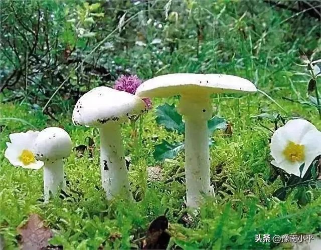 鸡枞与白毒伞的区别是什么?