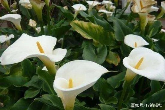 马蹄莲有毒吗?马蹄莲适合室内养吗?