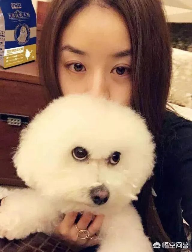 现存的狗狗有450多种,常见的有哪些呢?