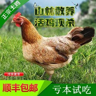 土鸡