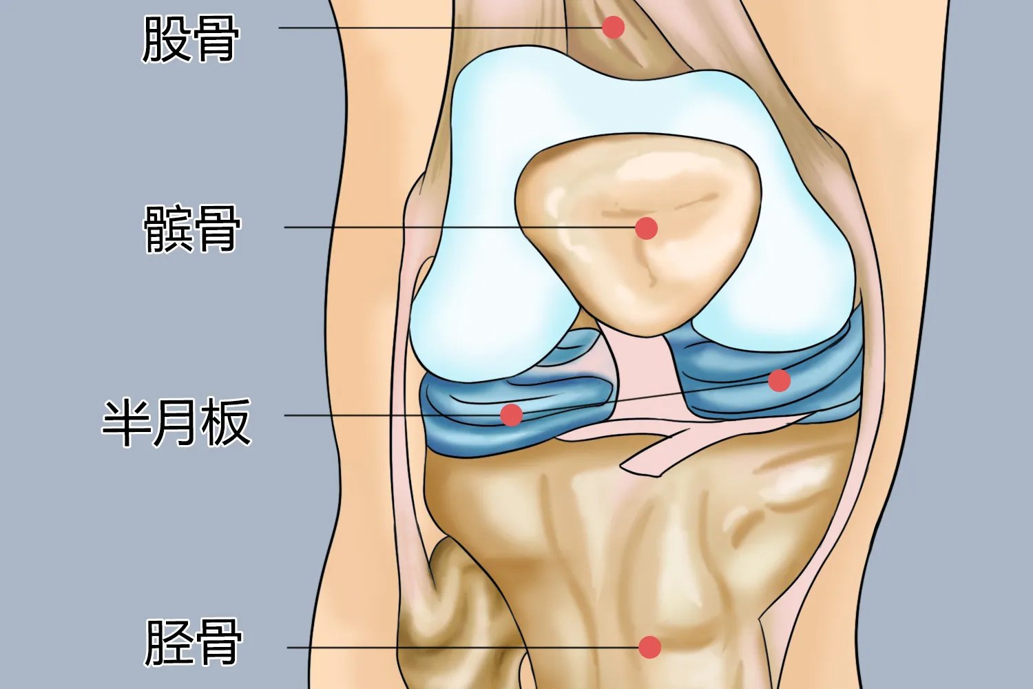 半月板在什么部位