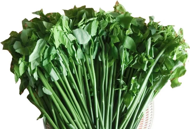 五指山野菜的功效 五指山野菜怎么做好吃