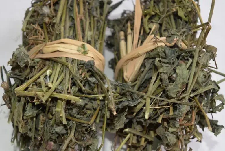 羊蹄草图片