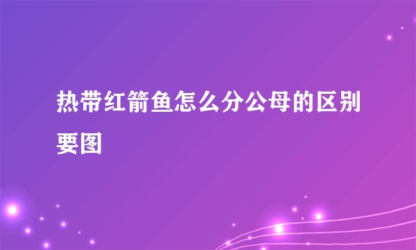 热带红箭鱼怎么分公母的区别要图