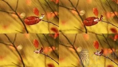 立秋节气是下雨好还是不下雨好