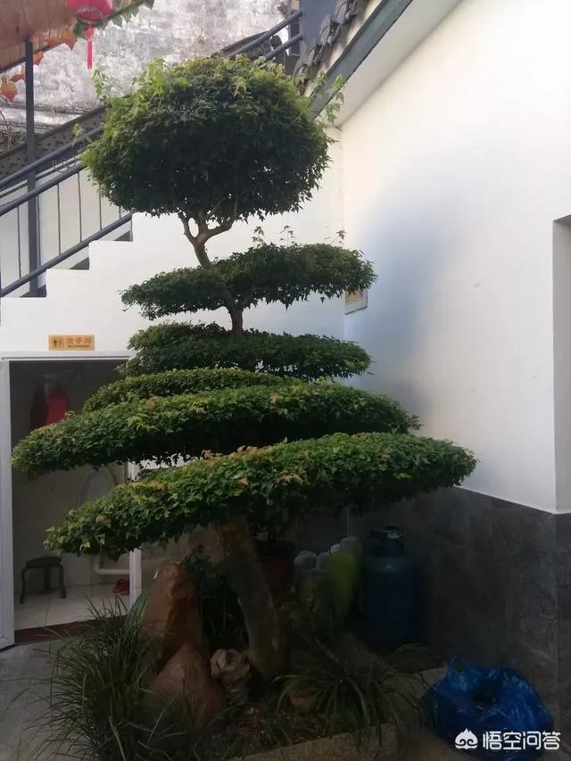 特朗普谎话连篇,为什么却总是指责媒体制造假新闻诋毁他呢?当总统之前就这样吗?