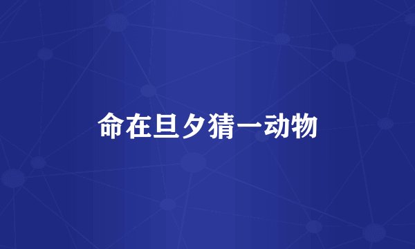 命在旦夕猜一动物