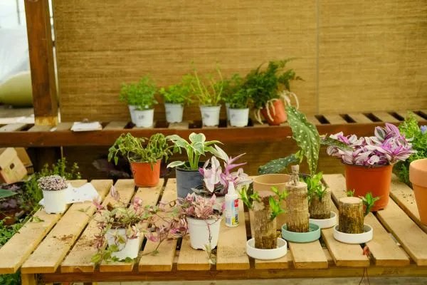 这10种花寓意幸福团圆,过年过节家里一定要种!