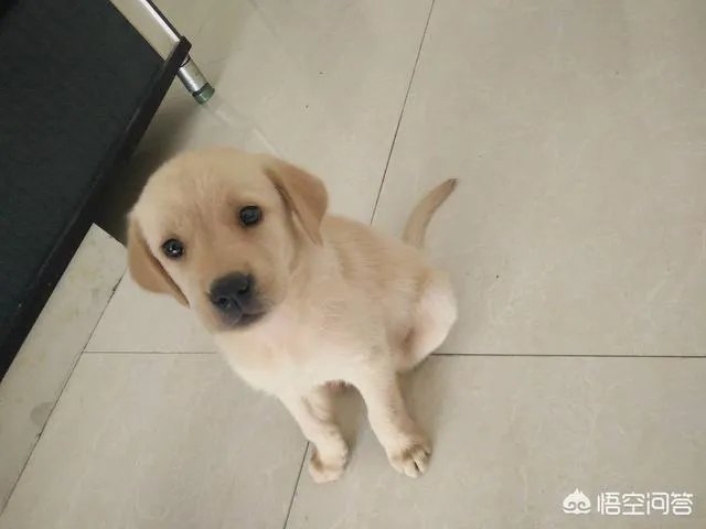 现存的狗狗有450多种,常见的有哪些呢?