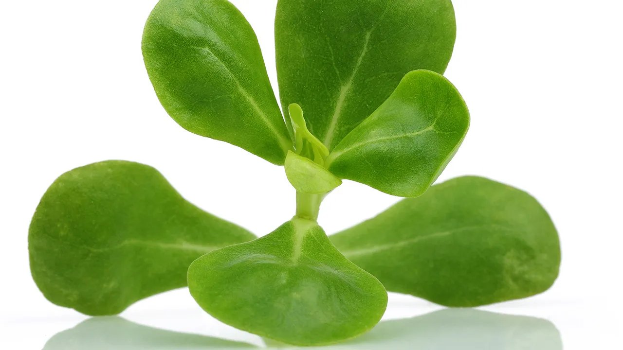 马齿苋的功效