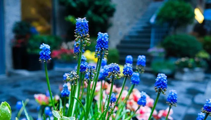 风信子的花语 风信子的花语是什么