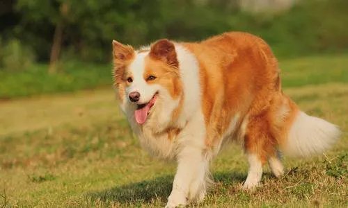 女子花2千为去世爱犬办告别仪式,感情能否用金钱衡量?