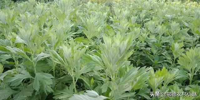 野生艾叶图片