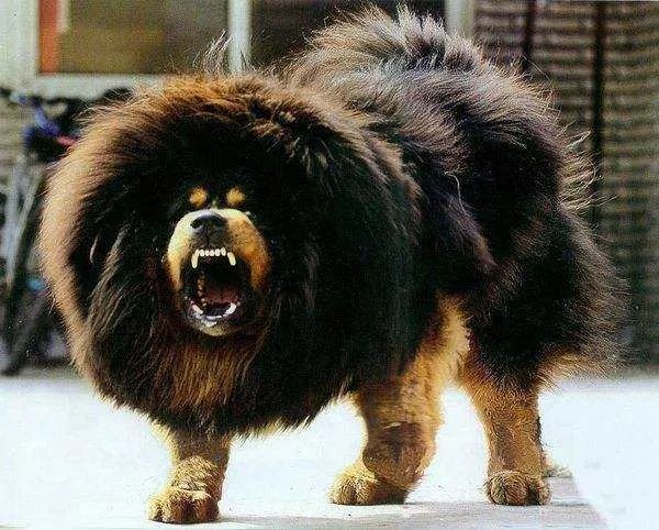 非洲鬣狗VS藏獒哪个厉害?