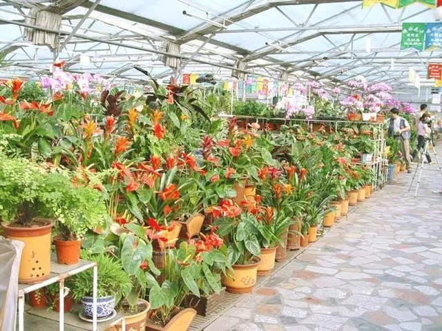 花卉批发一般去哪里呢?