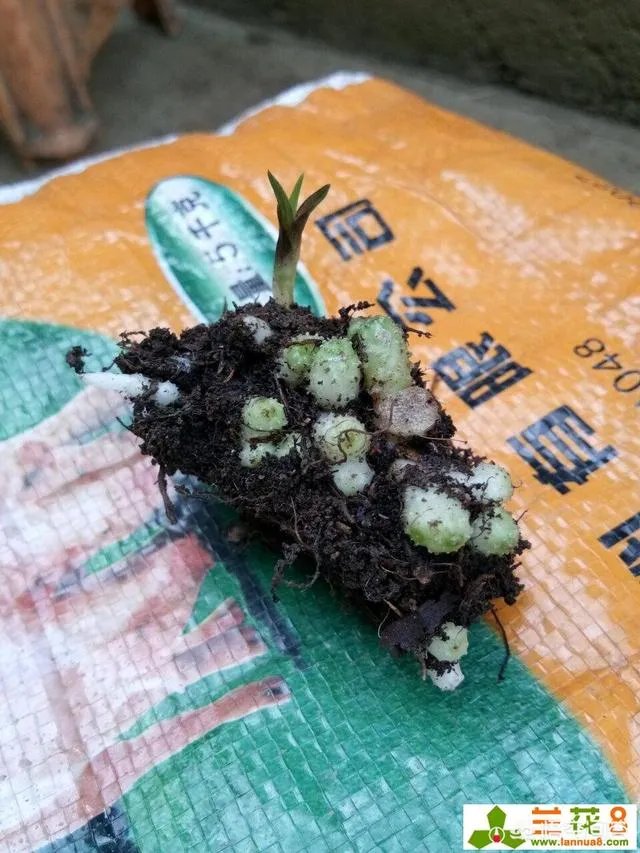 怎样才能找到兰花龙蛋?