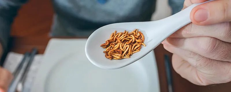 如何用自然方法消灭蛆虫 怎么用自然方法消灭蛆虫