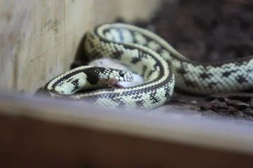 为什么很多科学研究的实验生物都是小白鼠?
