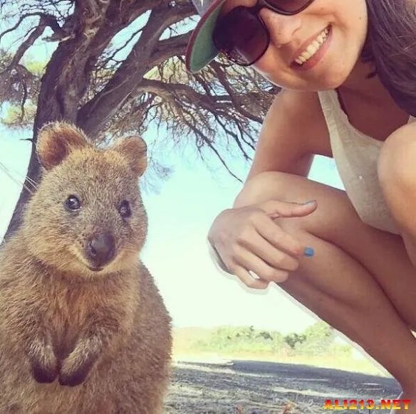 最佳抢镜大师！澳大利亚最新流行和短尾矮袋鼠自拍